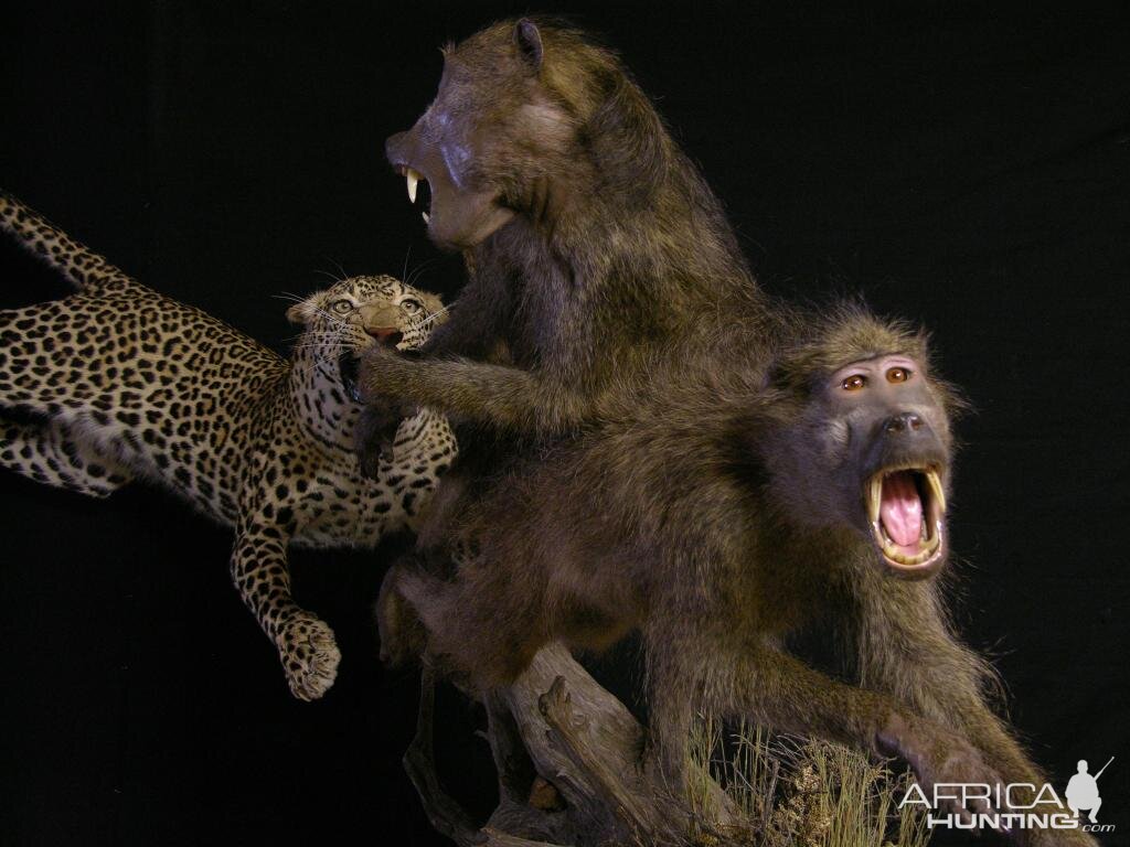 Leopard & Baboons Taxidermy Scene