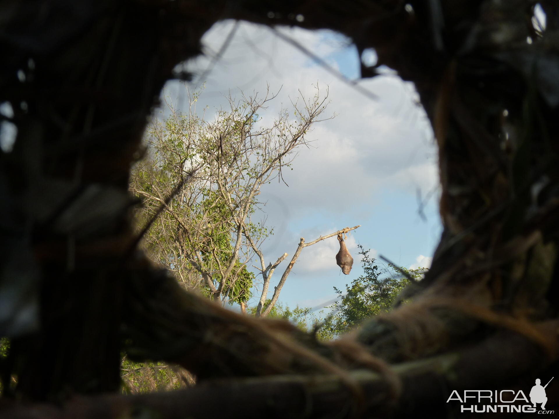 Leopard bait in Tanzania