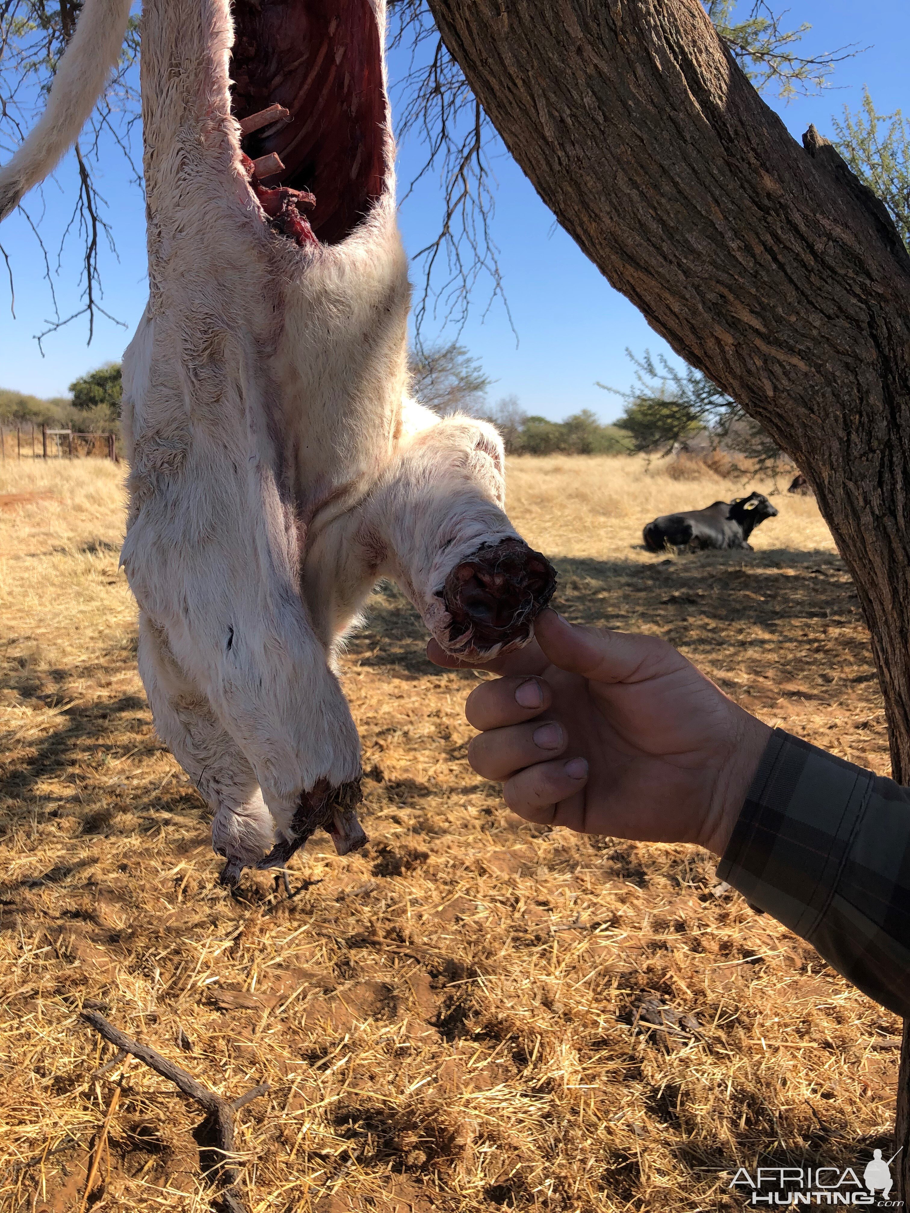 Leopard Bait Namibia