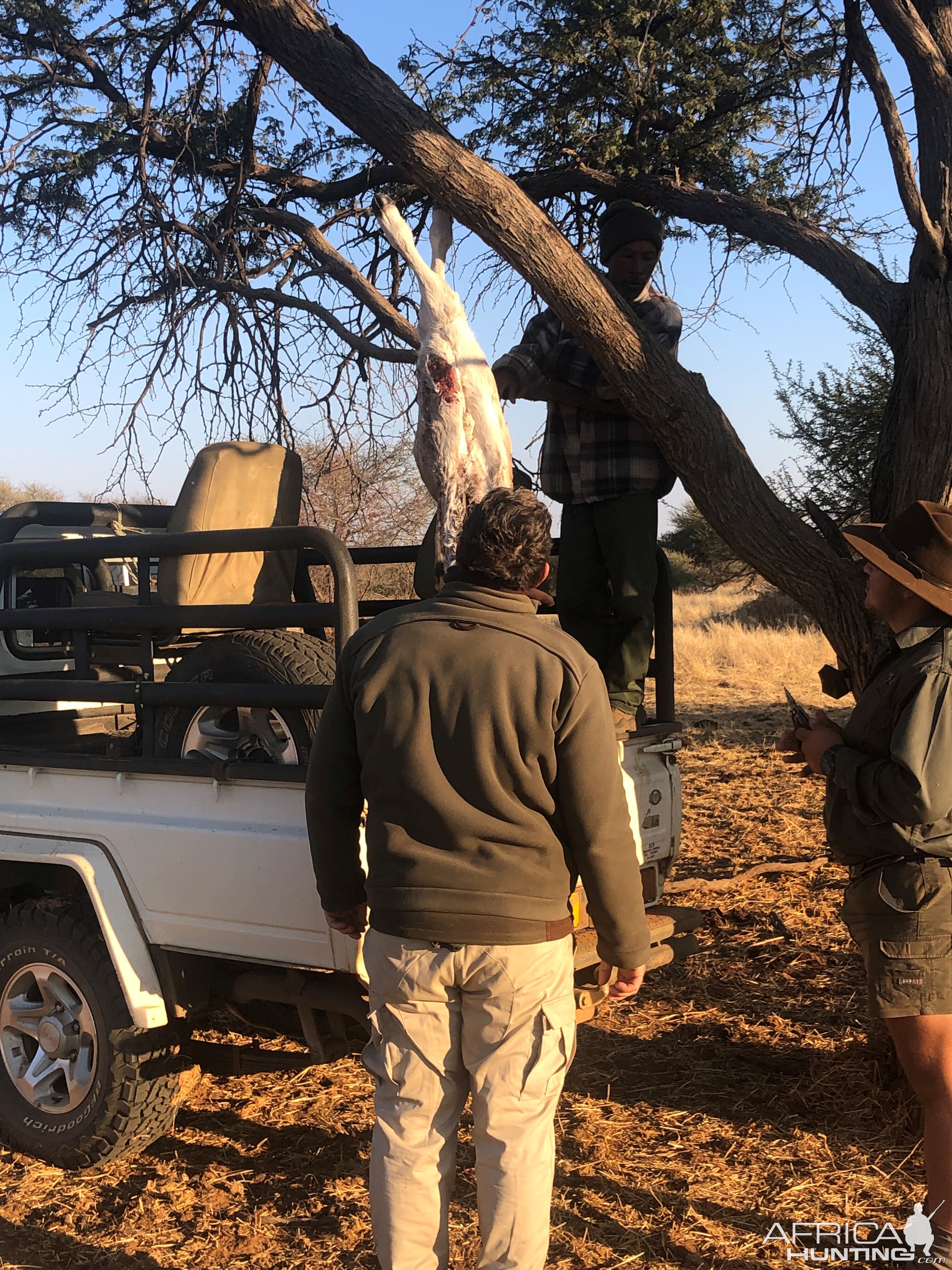 Leopard Bait Namibia