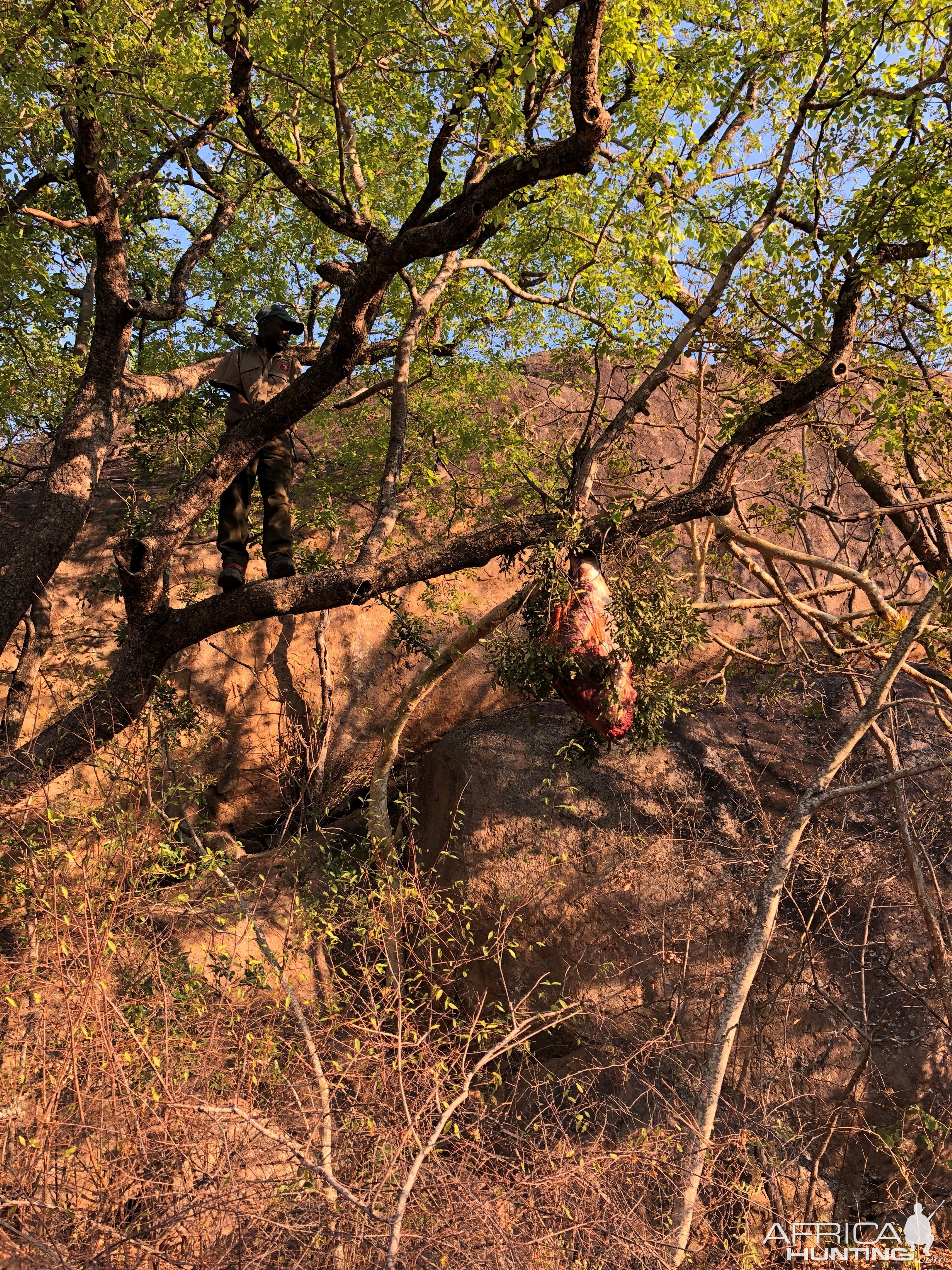 Leopard Baiting Zimbabwe