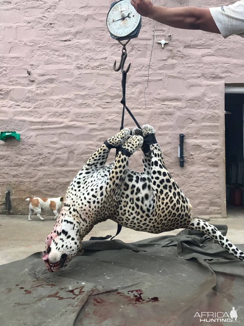 Leopard being shot after he mauled a man