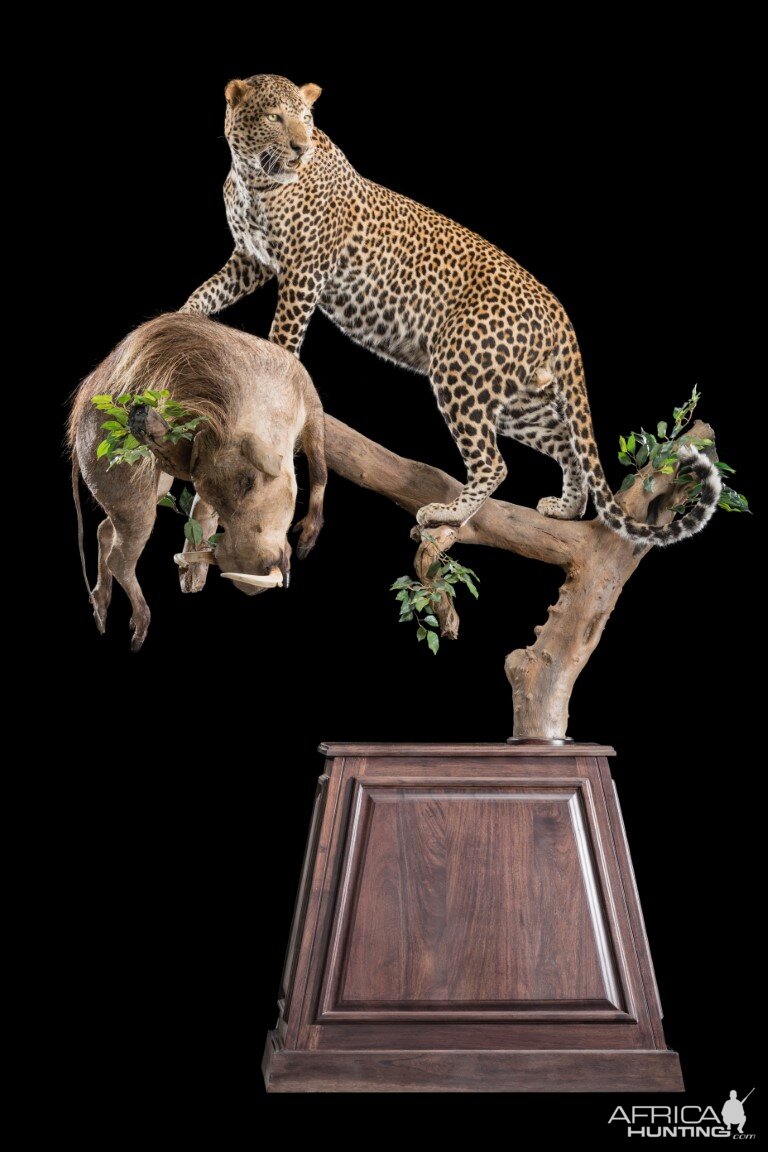 Leopard Combination on a pedestal