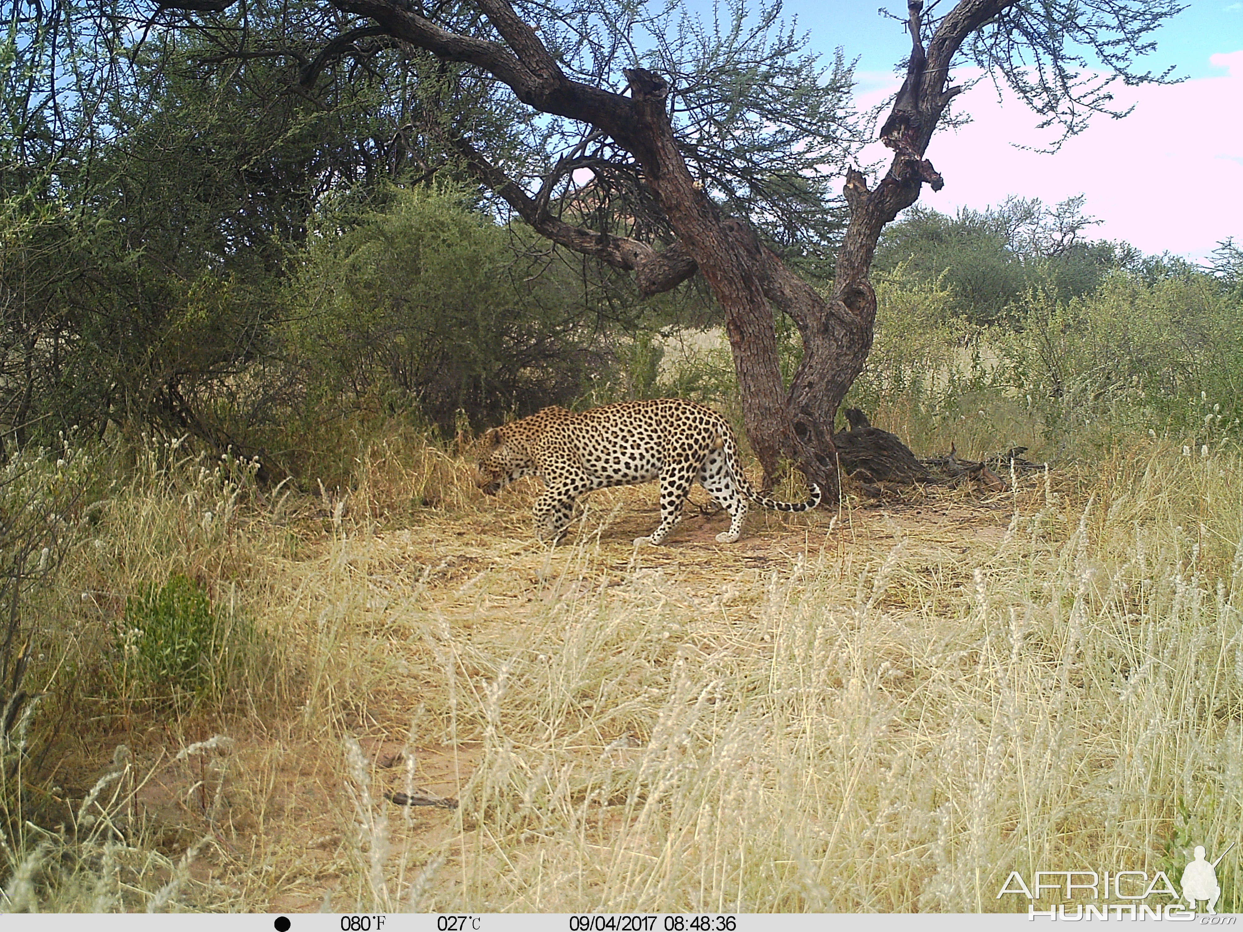 Leopard eating during the day 2