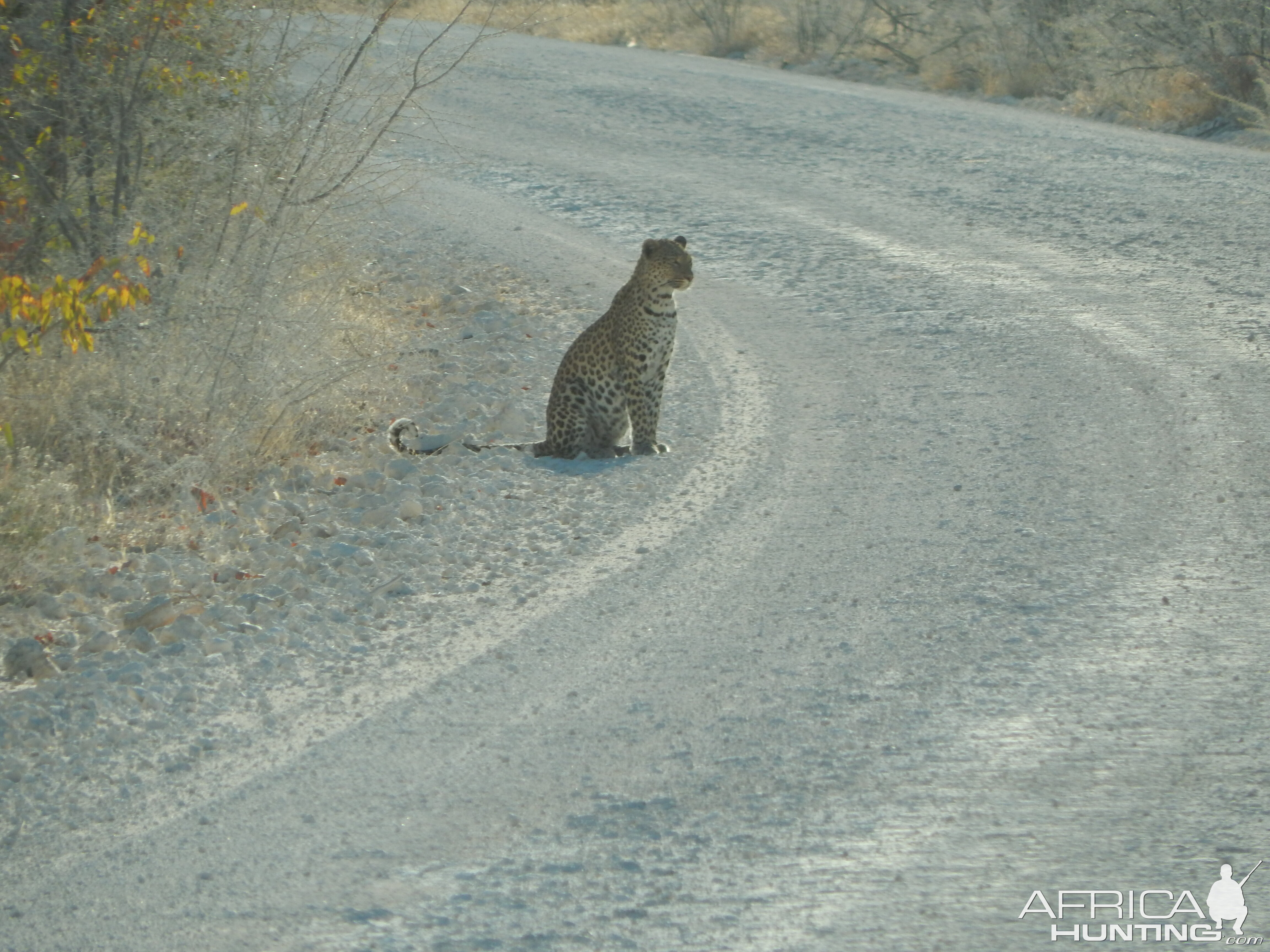 Leopard Etosha Namibia