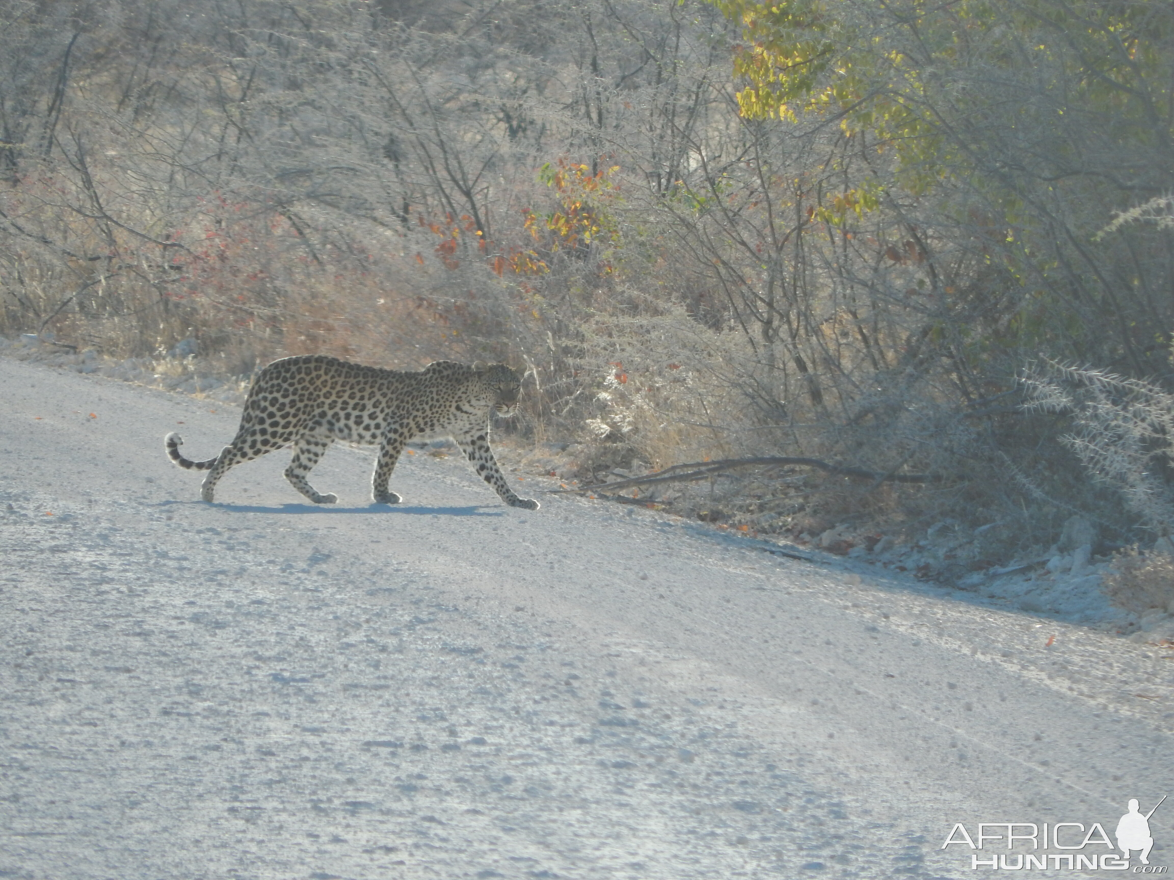 Leopard Etosha Namibia