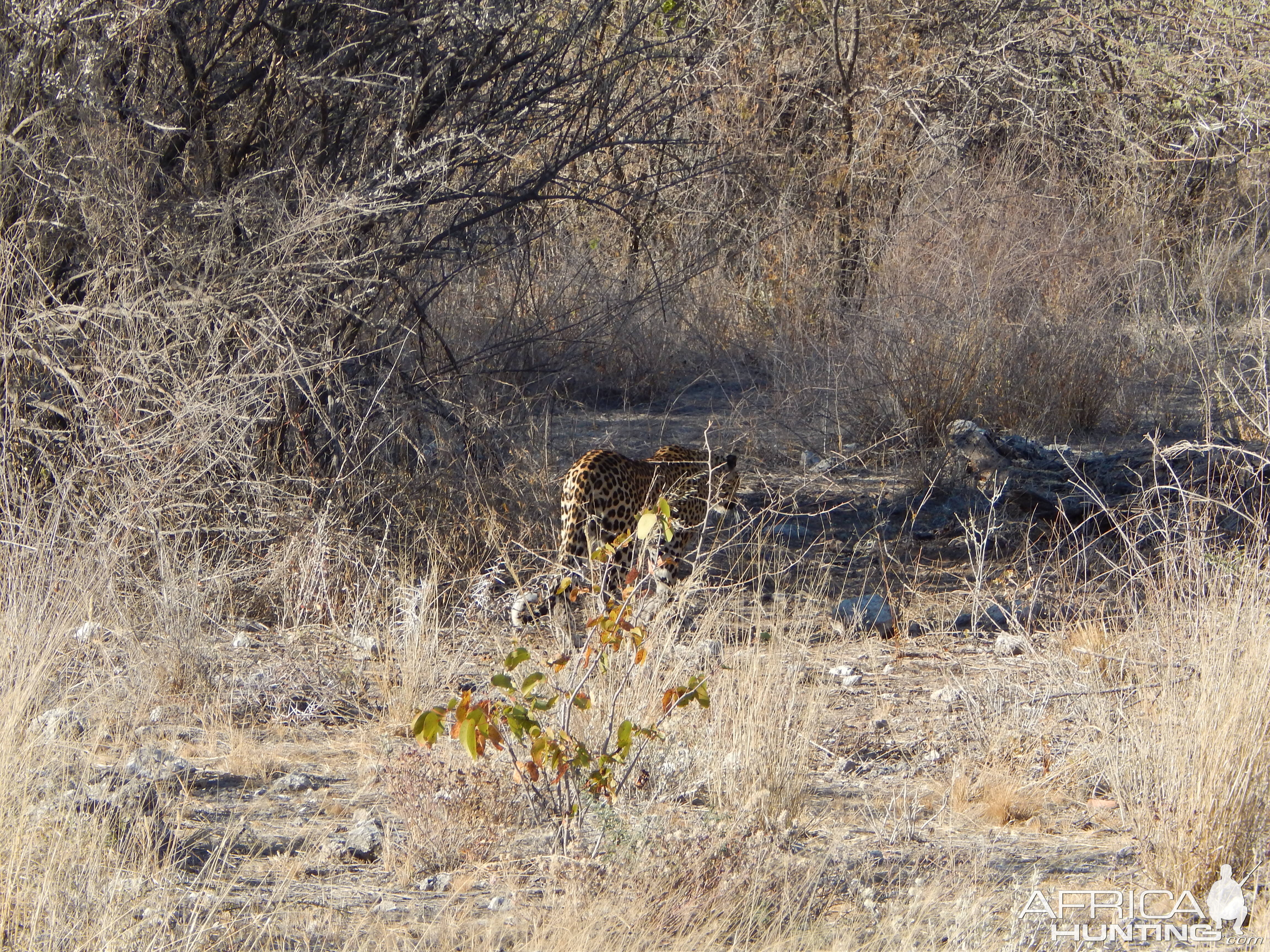 Leopard Etosha Namibia