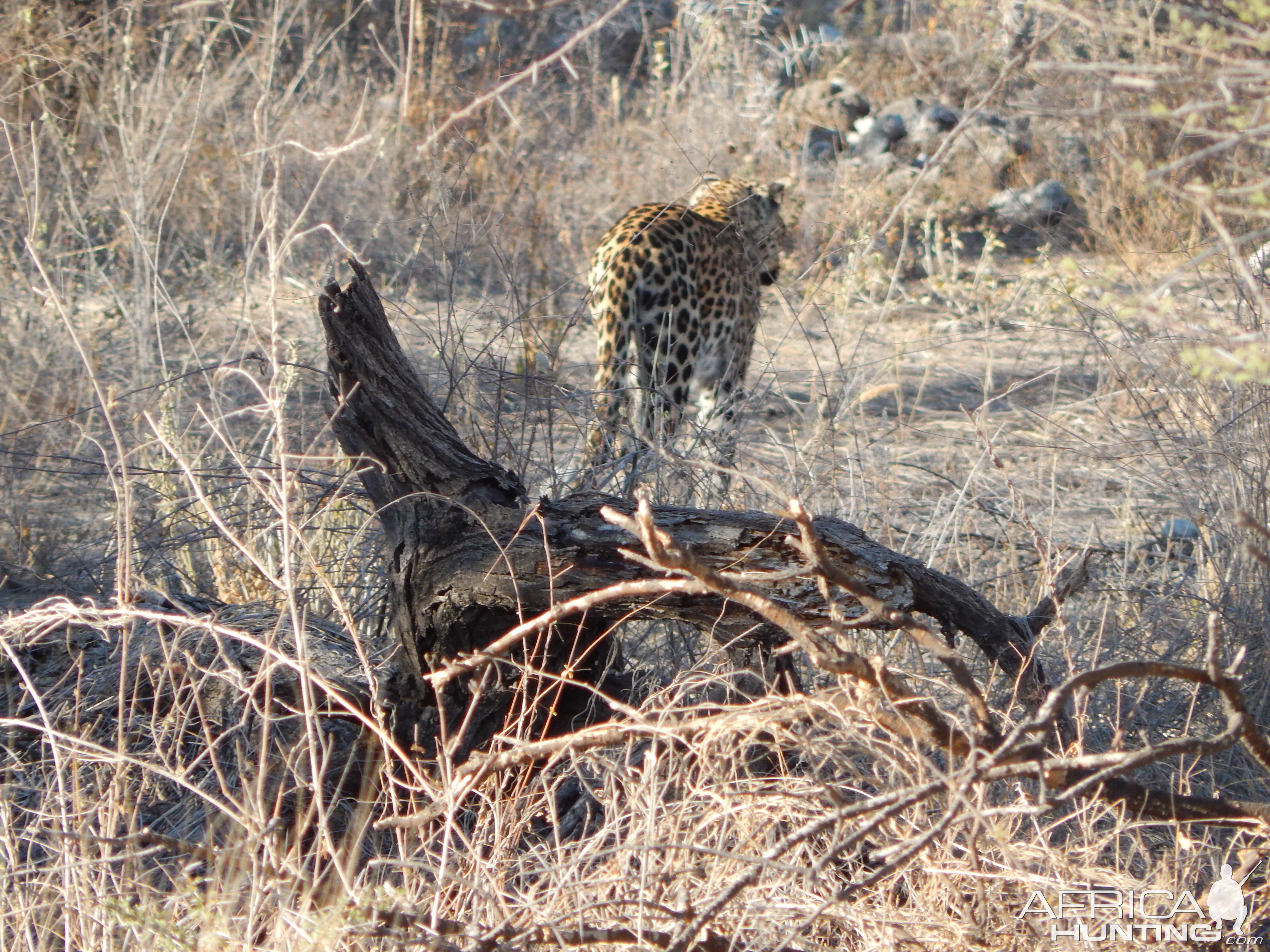 Leopard Etosha Namibia