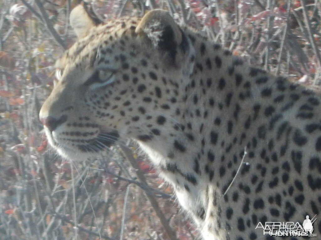 Leopard Etosha Namibia