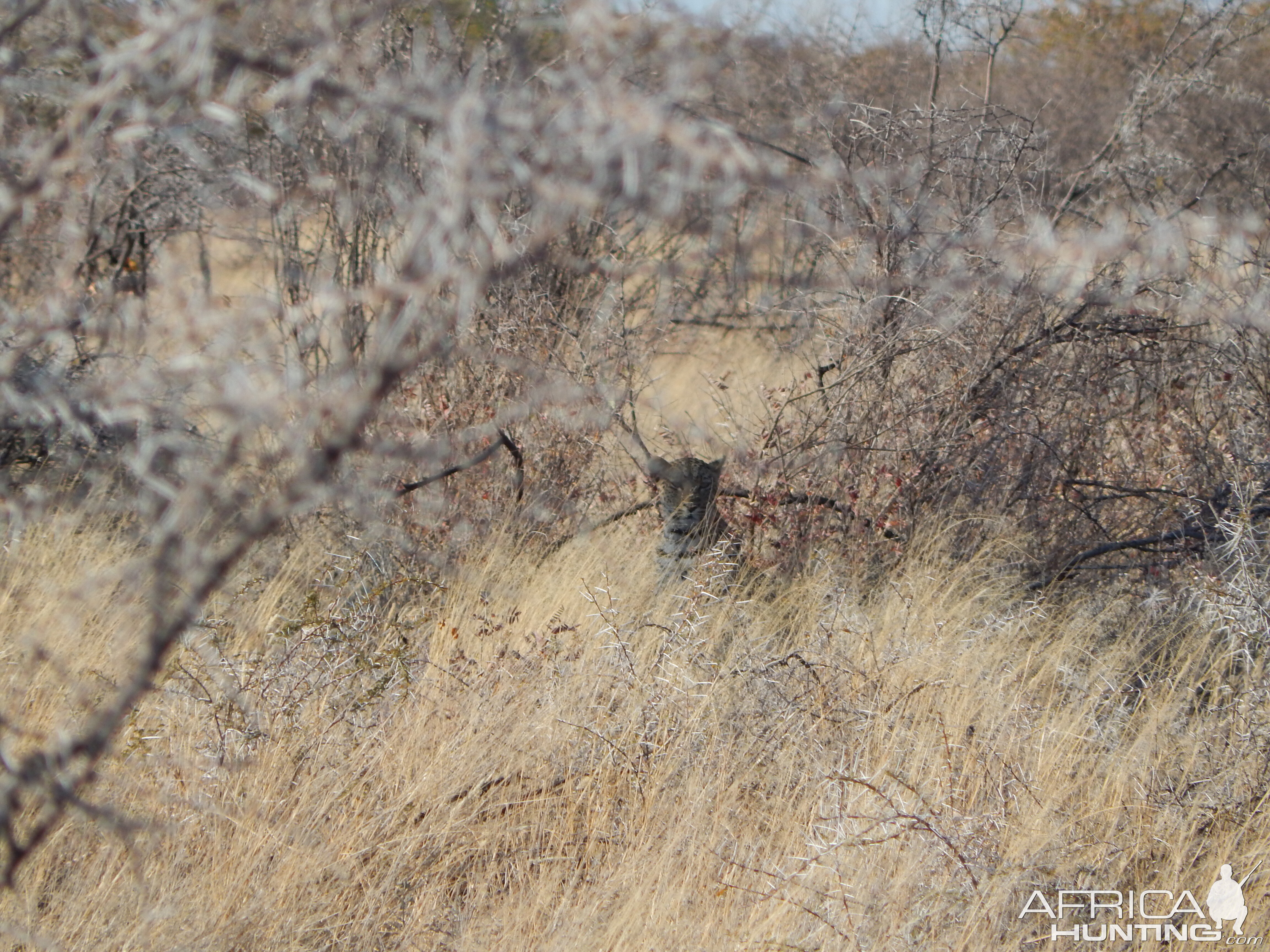 Leopard Etosha Namibia