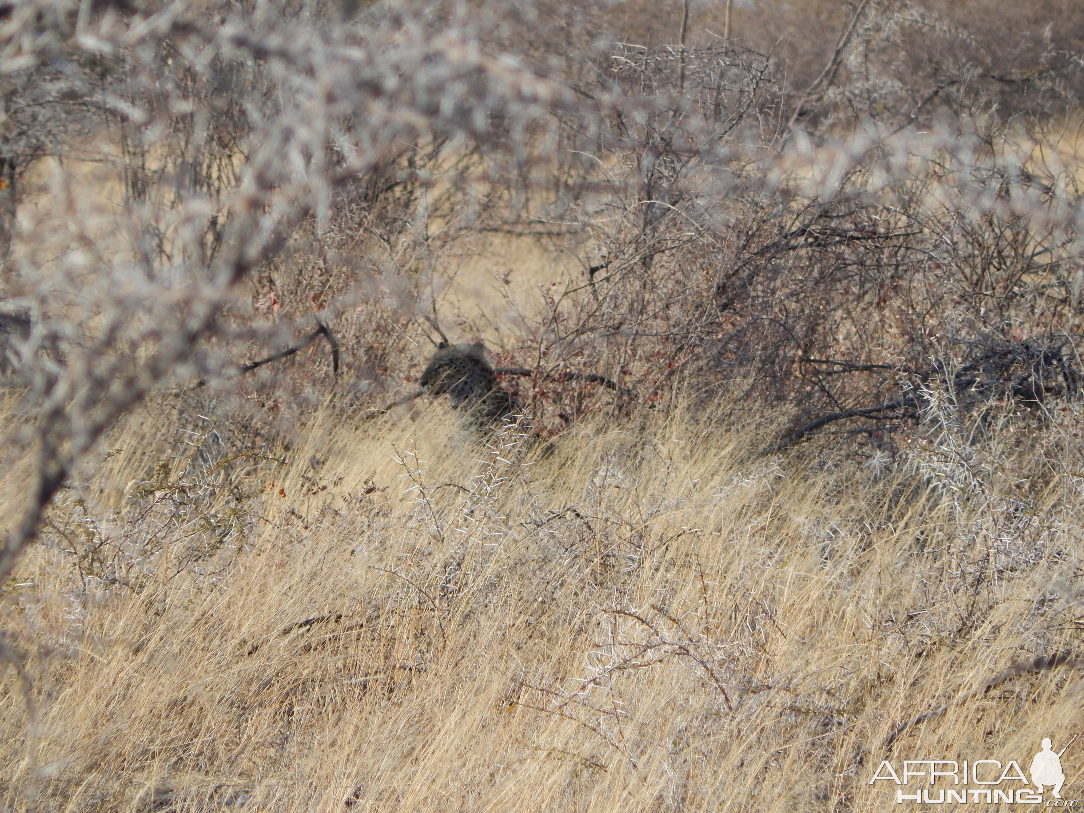 Leopard Etosha Namibia