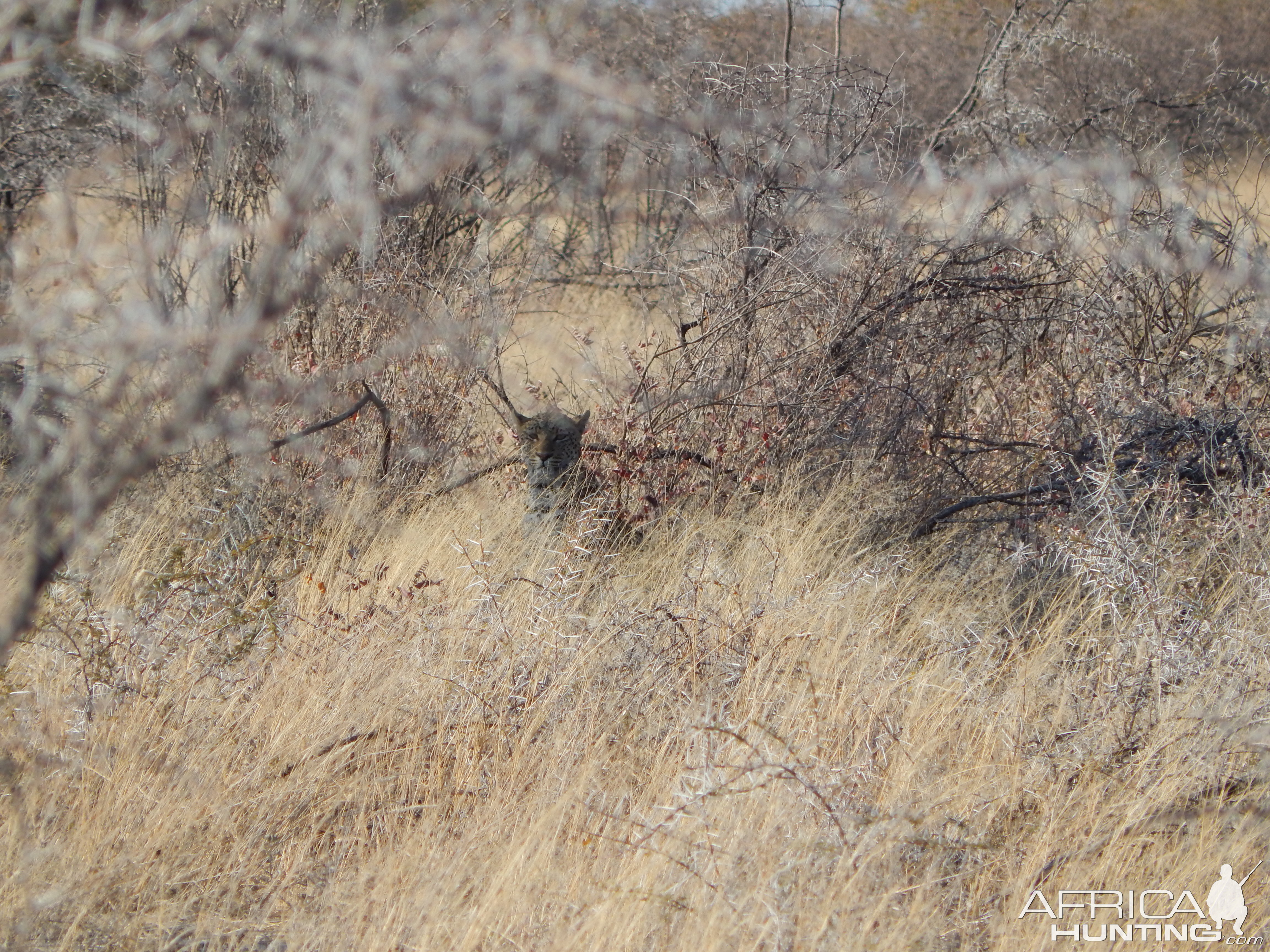 Leopard Etosha Namibia