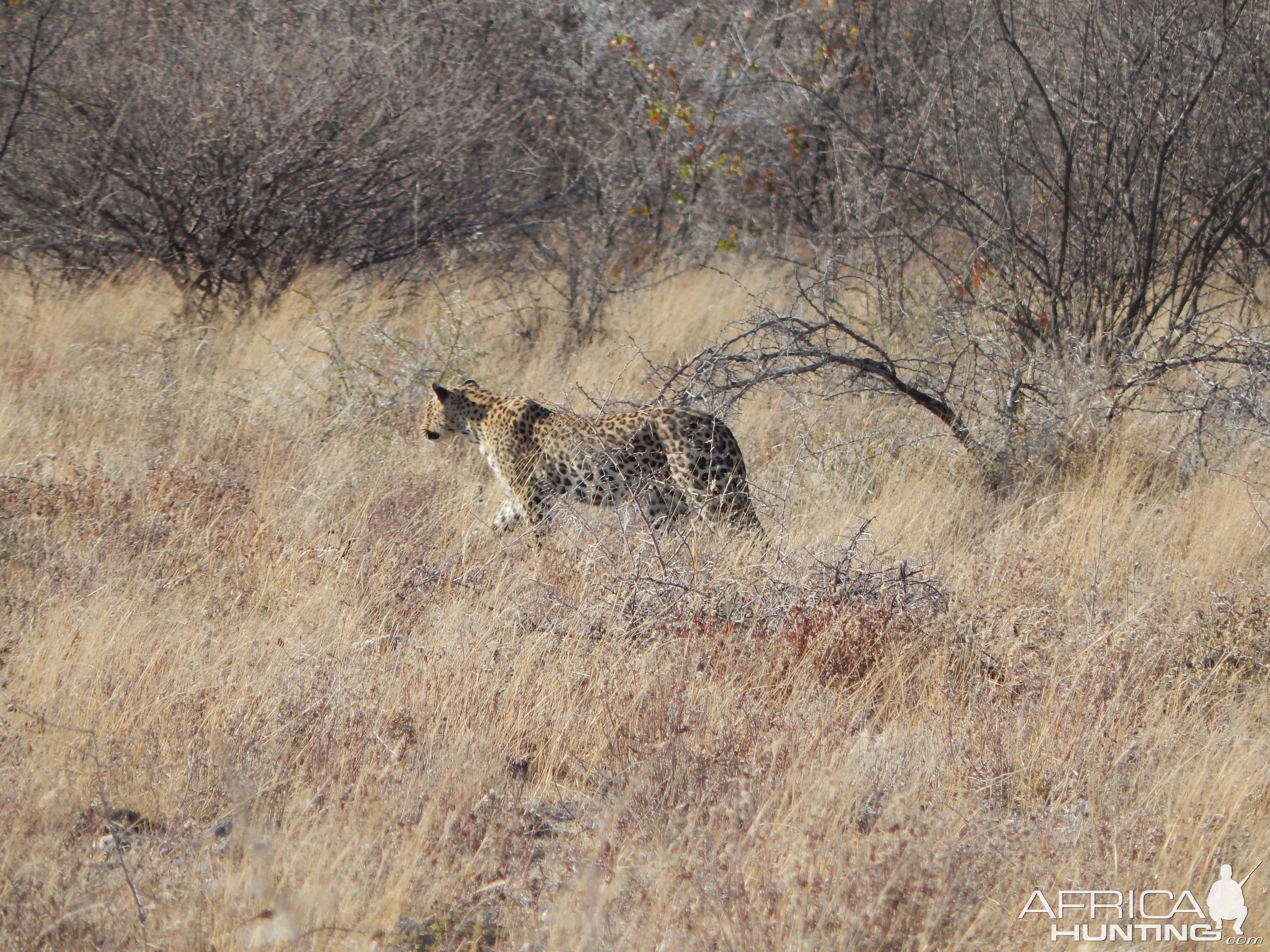 Leopard Etosha Namibia