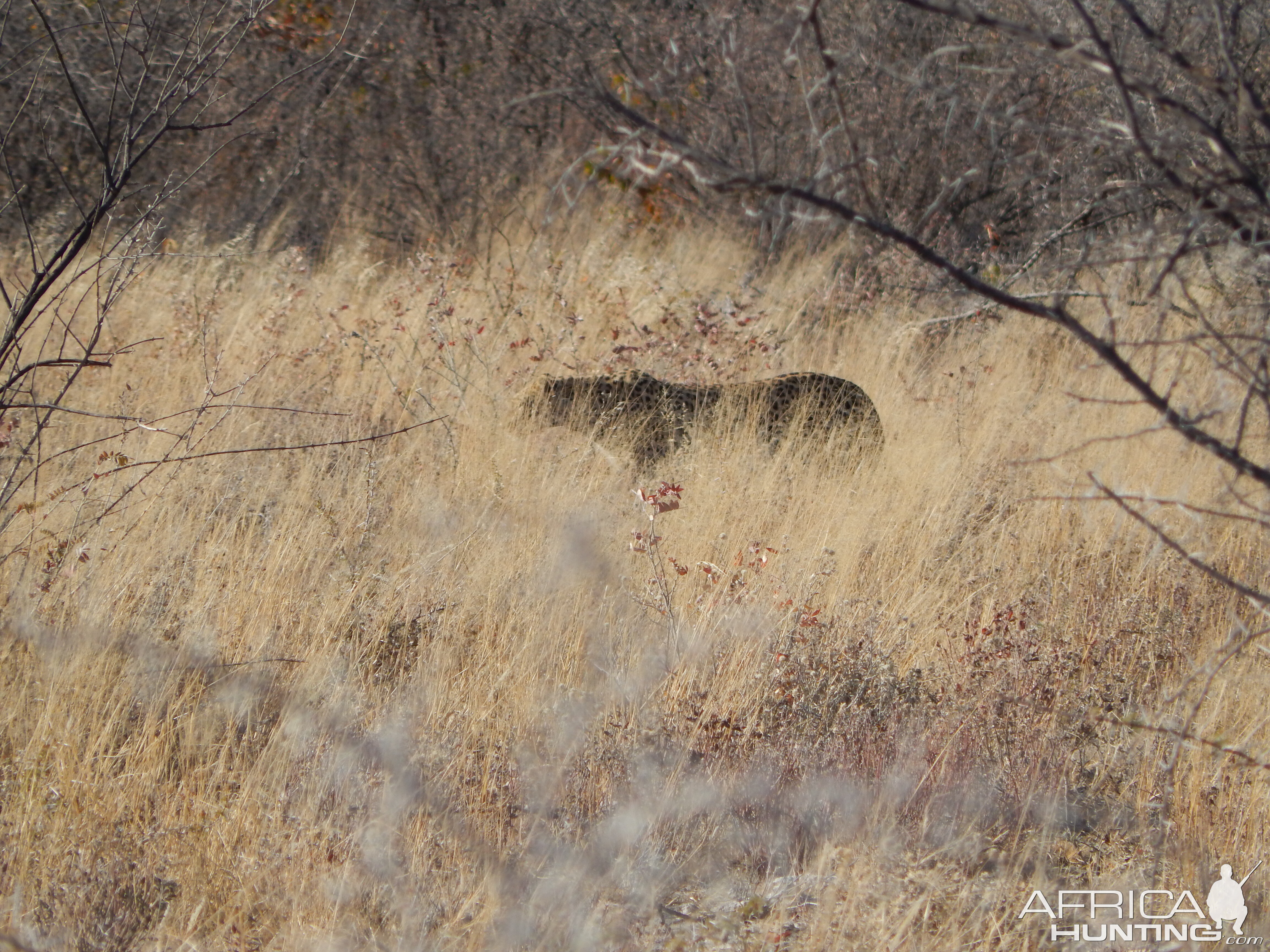 Leopard Etosha Namibia