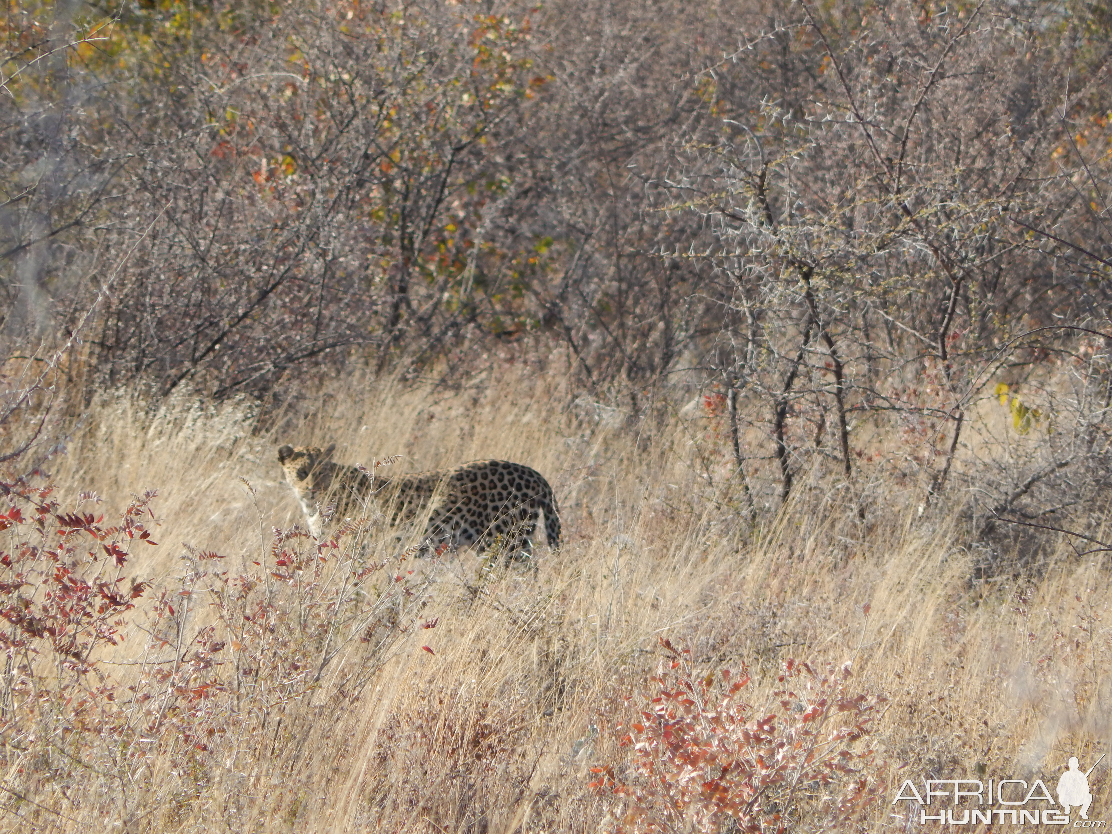 Leopard Etosha Namibia