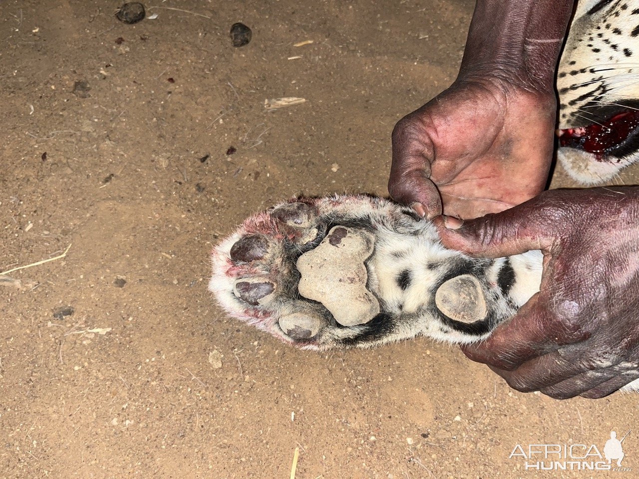 Leopard front paw