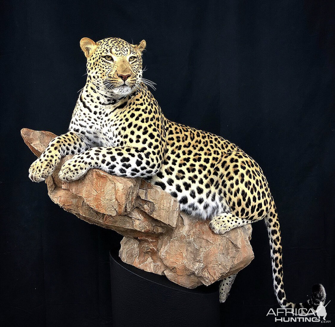 Leopard Full Mount Taxidermy