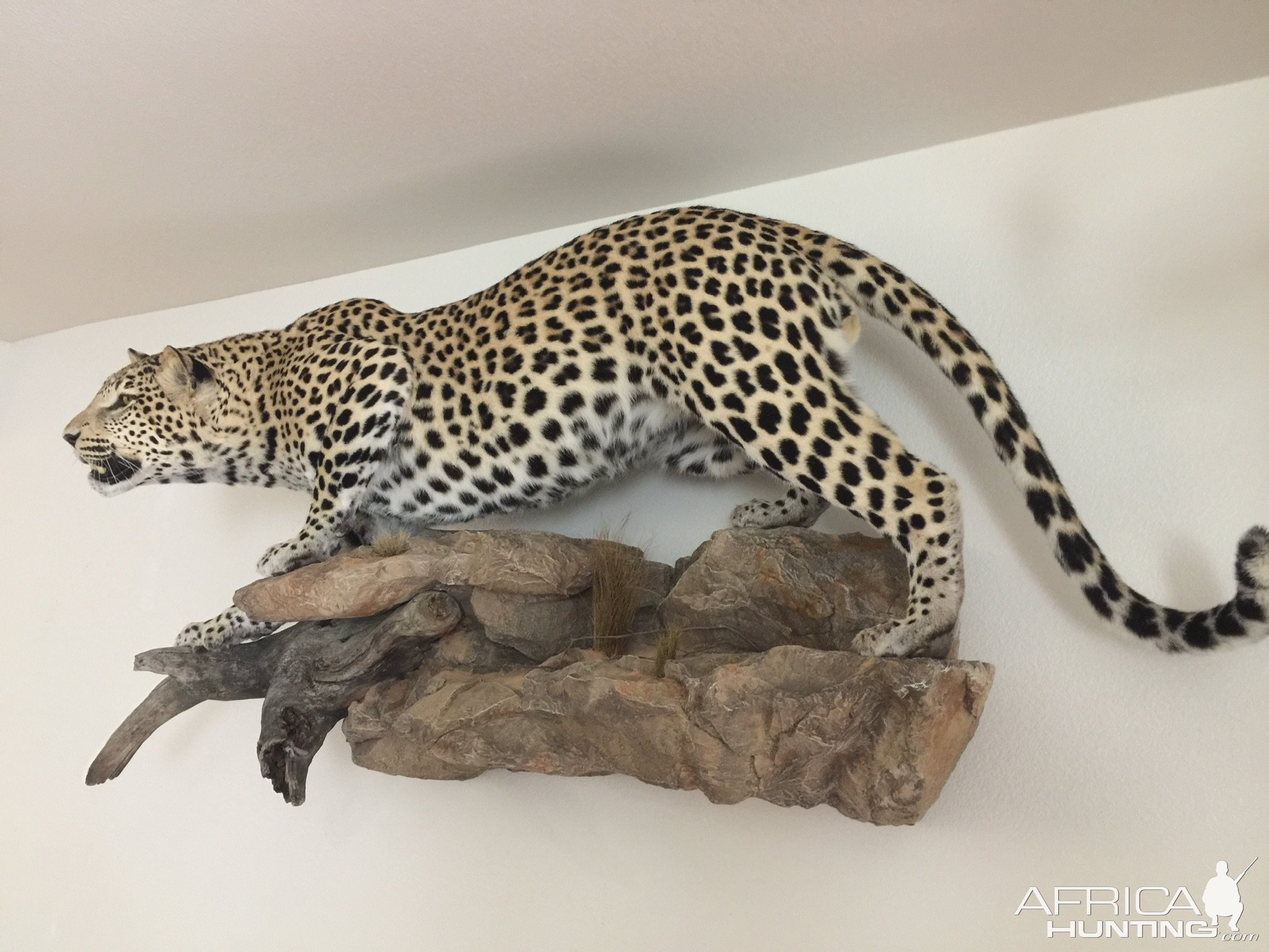 Leopard Full Mount Taxidermy