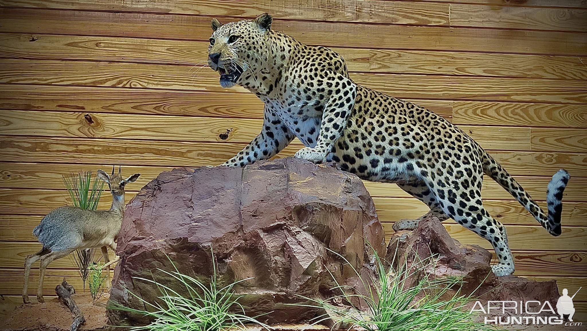 Leopard Full Mount Taxidermy