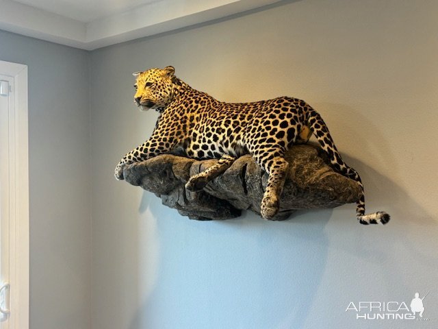 Leopard Full Mount Taxidermy