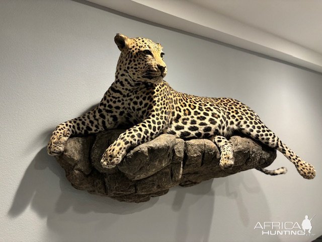 Leopard Full Mount Taxidermy