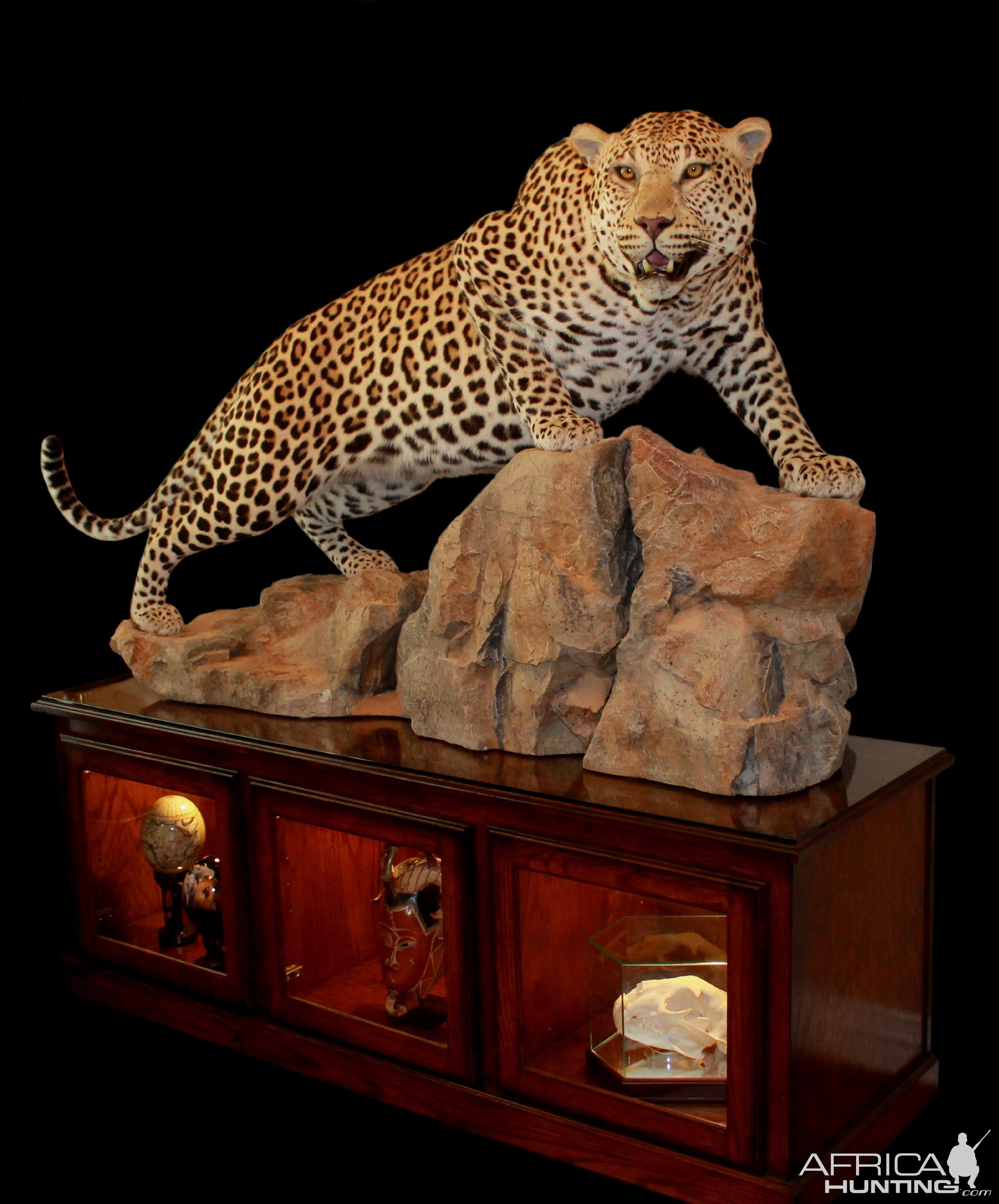 Leopard Full Mount Taxidermy