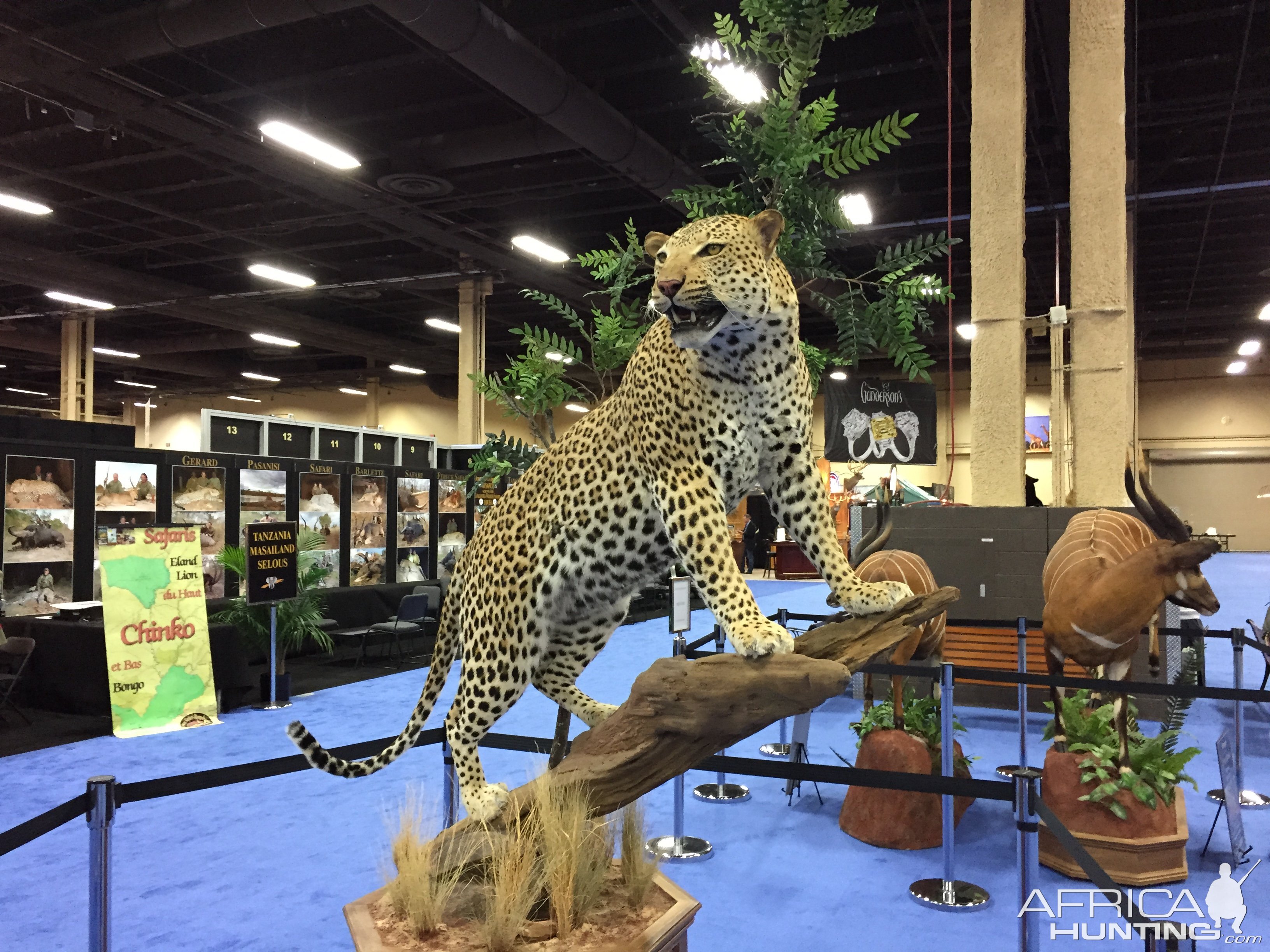 Leopard full mount taxidermy