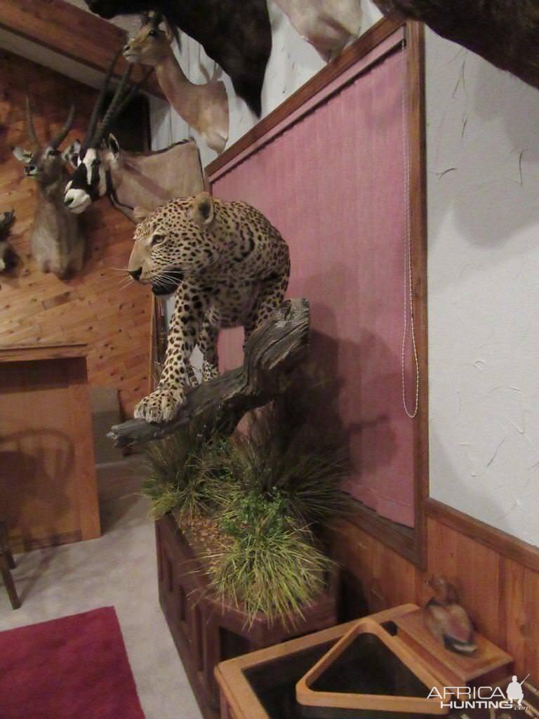 Leopard Full Mount Taxidermy