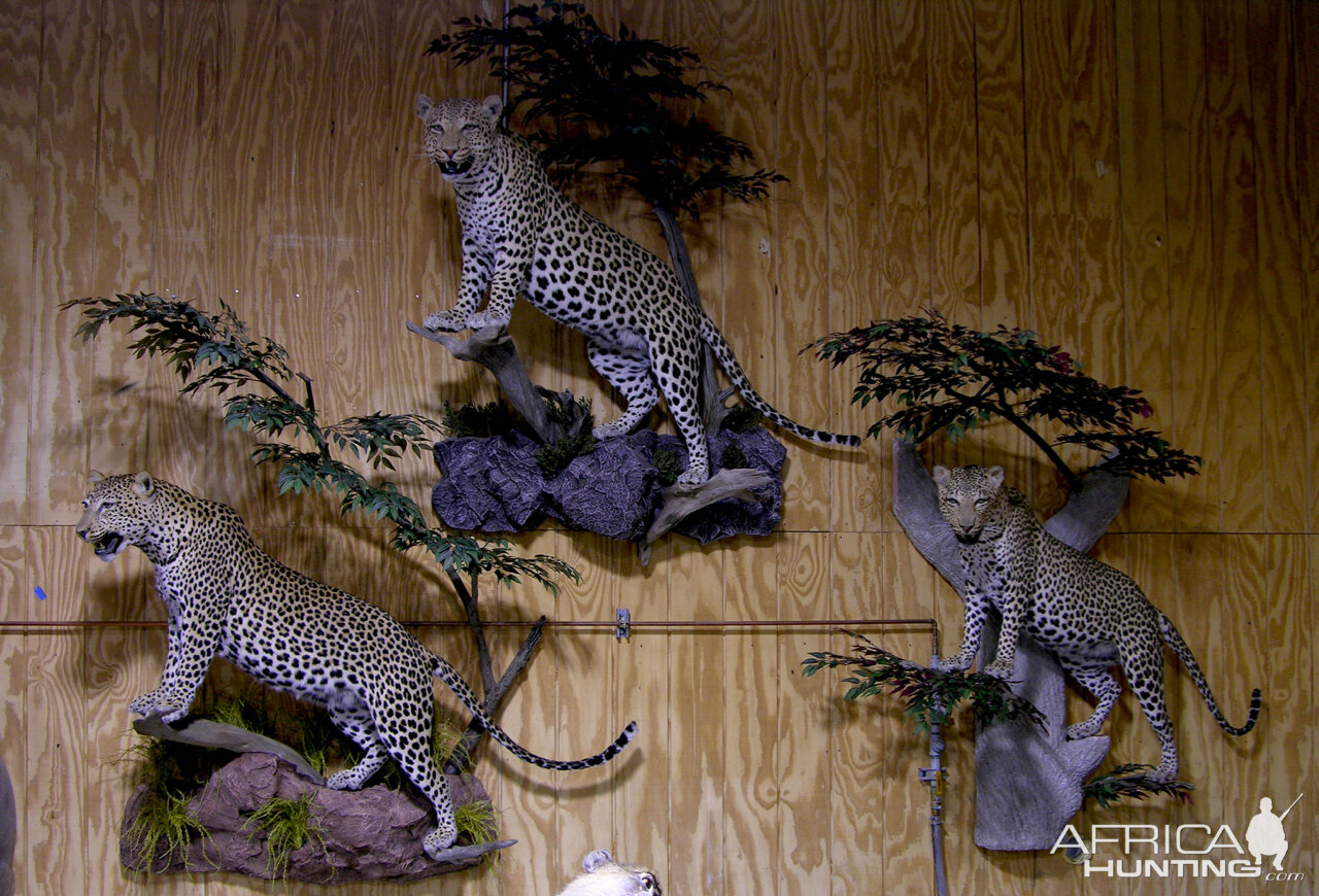 Leopard Full Mount Taxidermy