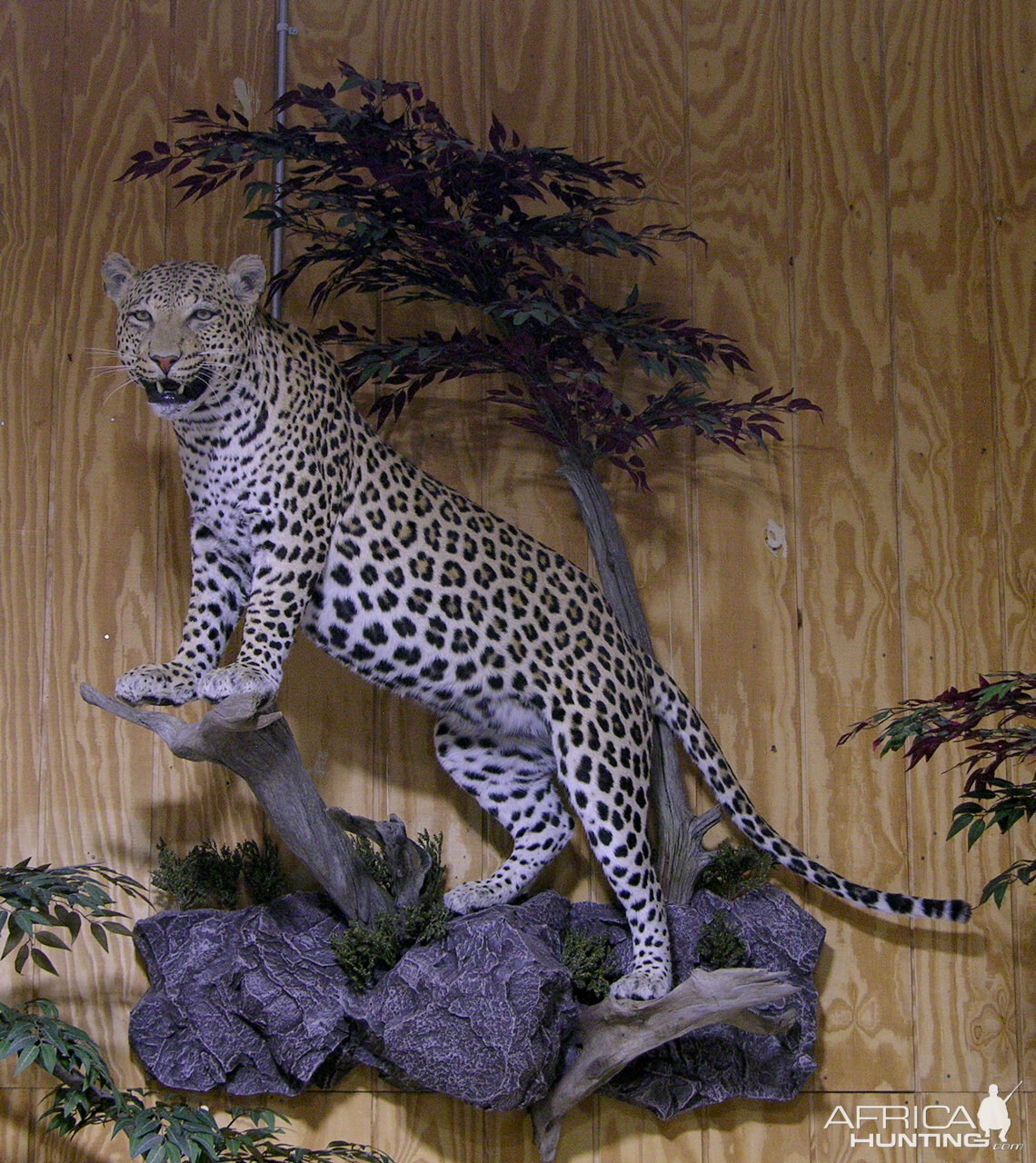 Leopard Full Mount Taxidermy