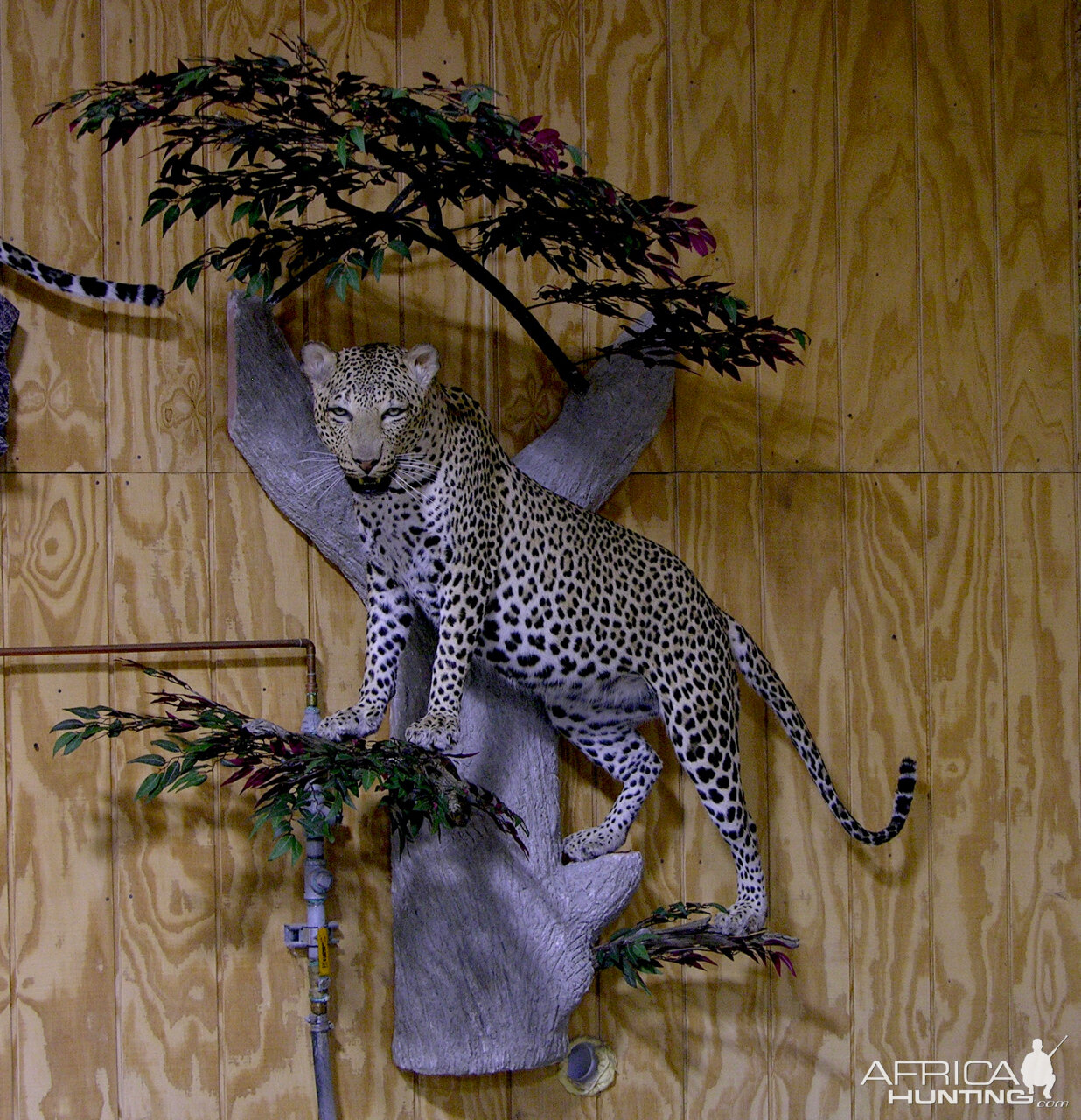 Leopard Full Mount Taxidermy