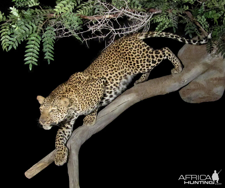 Leopard Full Mount Taxidermy