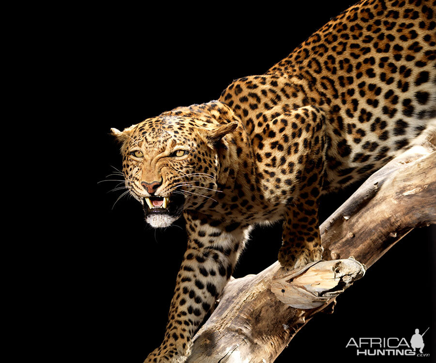 Leopard Full Mount Taxidermy