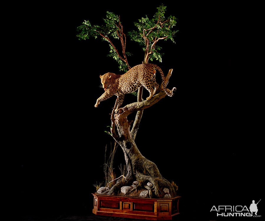 Leopard Full Mount Taxidermy