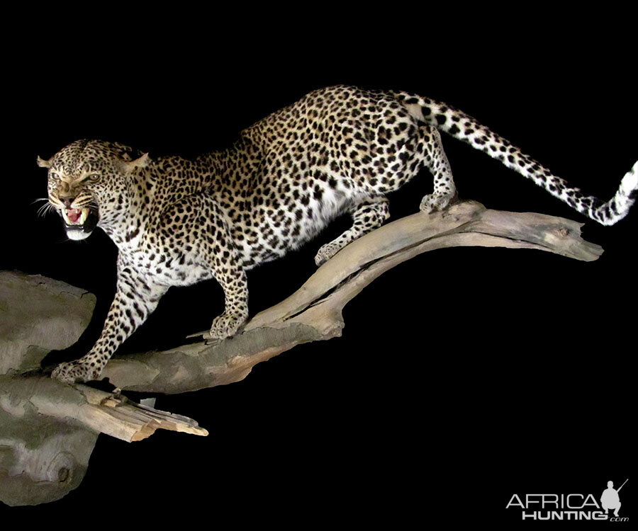 Leopard Full Mount Taxidermy