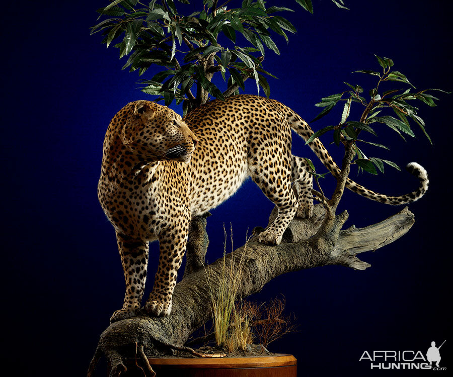 Leopard Full Mount Taxidermy