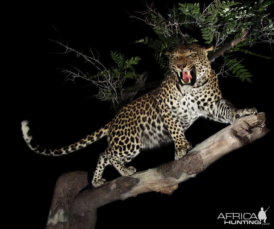 Leopard Full Mount Taxidermy