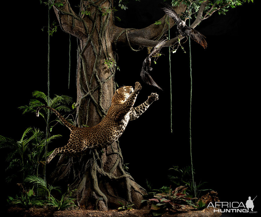 Leopard Full Mount Taxidermy