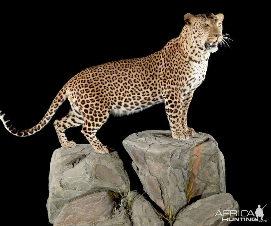 Leopard Full Mount Taxidermy