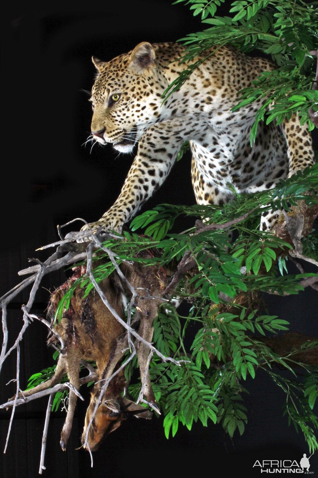 Leopard Full Mount Taxidermy