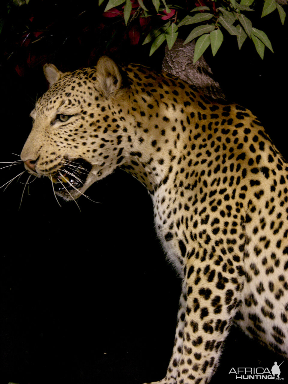 Leopard Full Mount Taxidermy