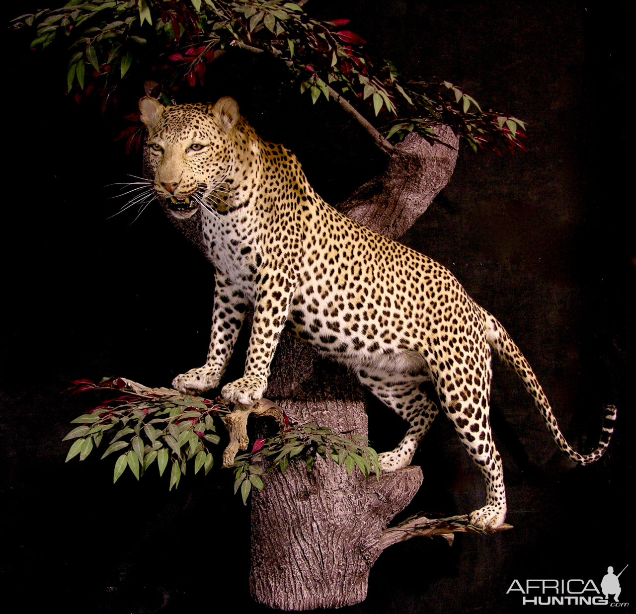 Leopard Full Mount Taxidermy