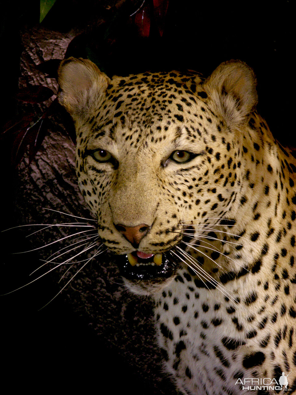 Leopard Full Mount Taxidermy