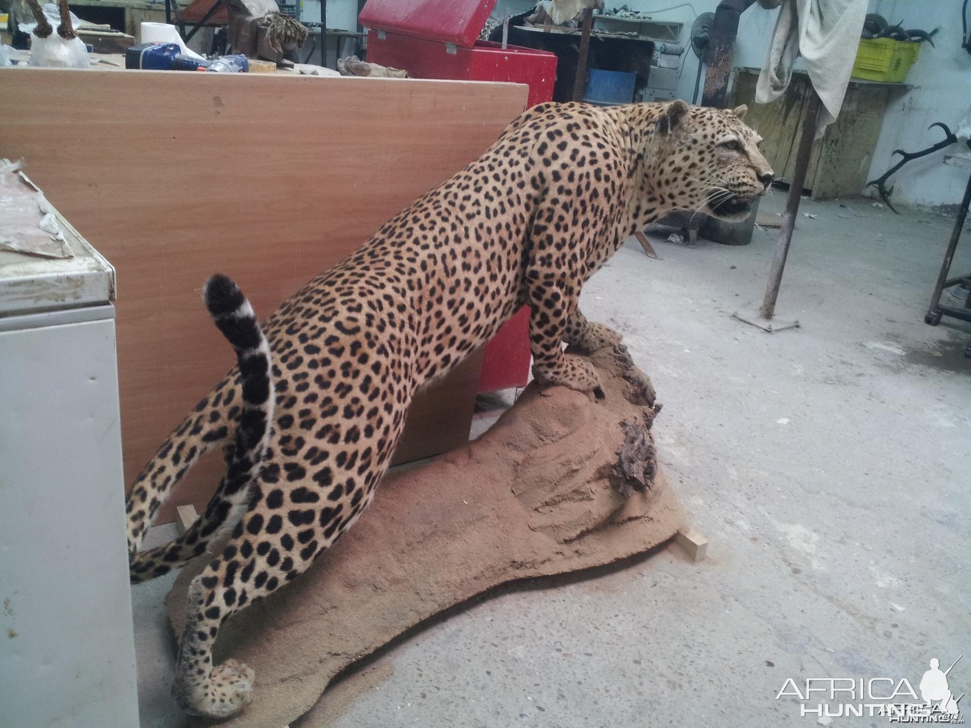 Leopard Full Mount