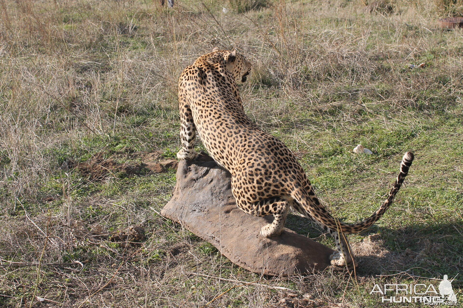 Leopard Full Mount