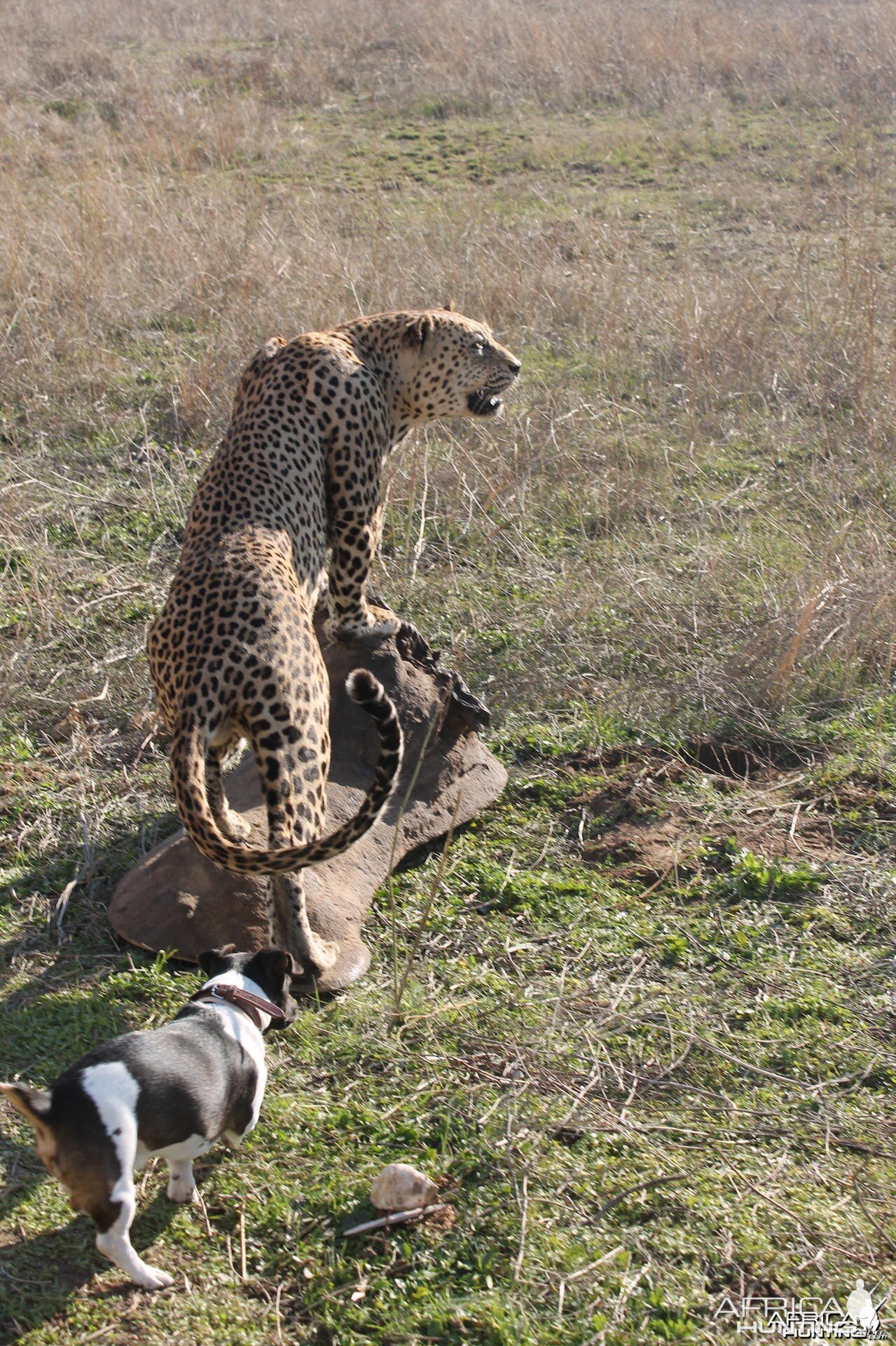 Leopard Full Mount