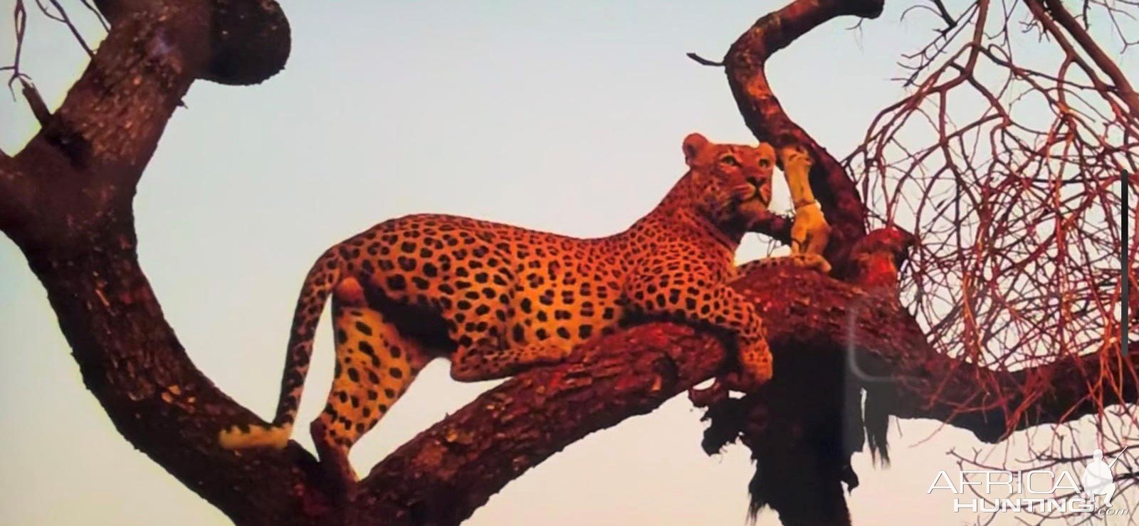Leopard Game Camera Zambia