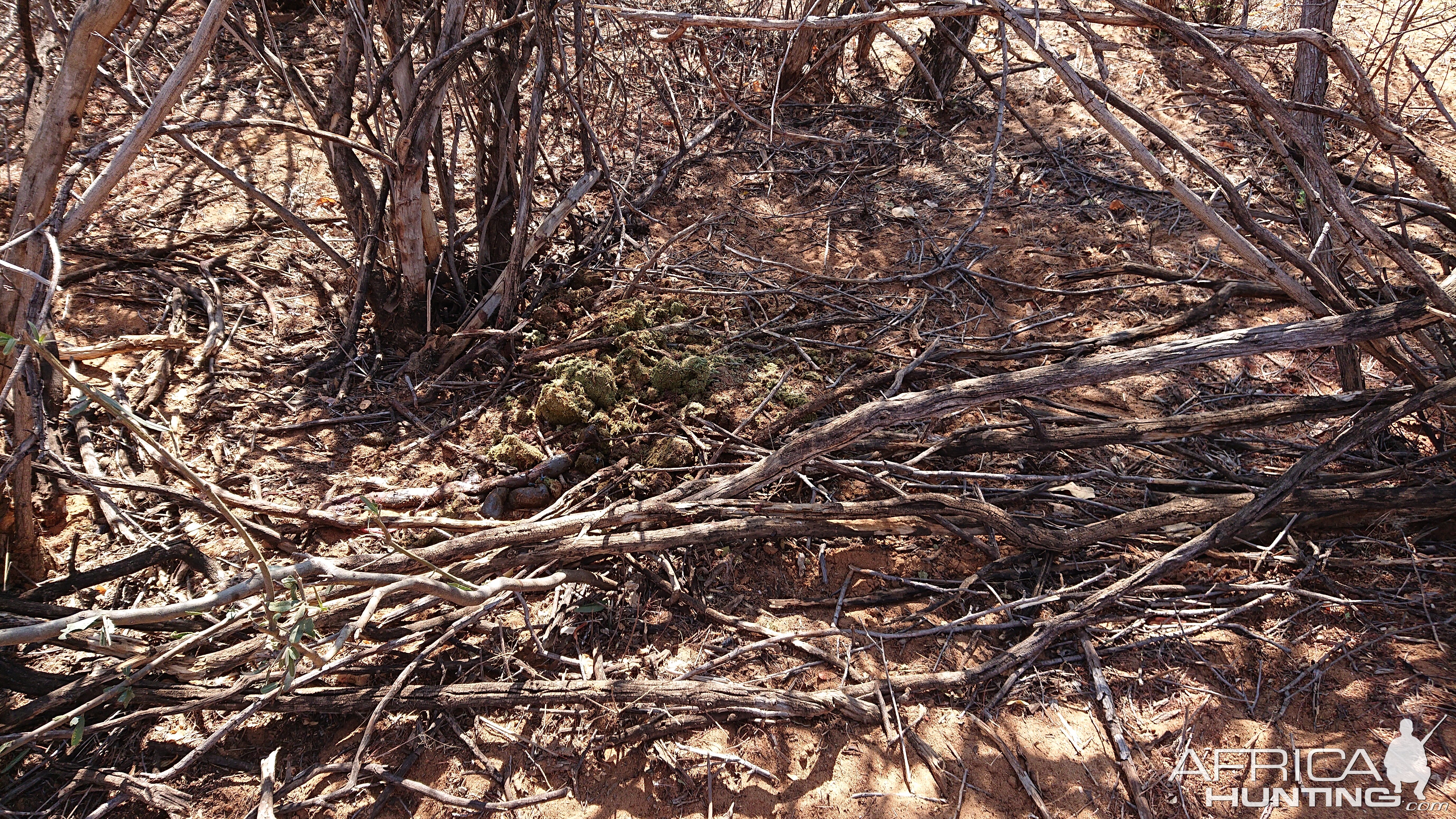 Leopard had eviscerated it's prey