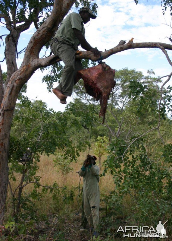 leopard Hanging Baits Zimbabwe