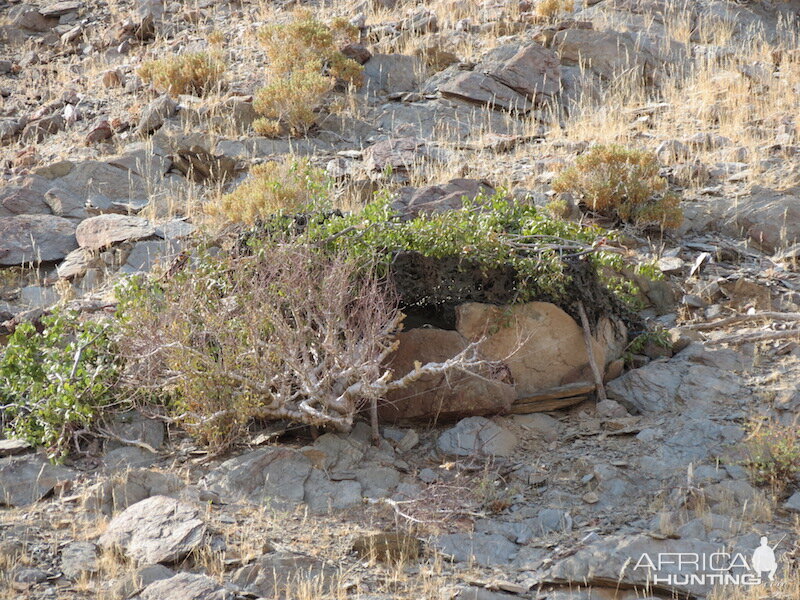 Leopard Hide Namibia